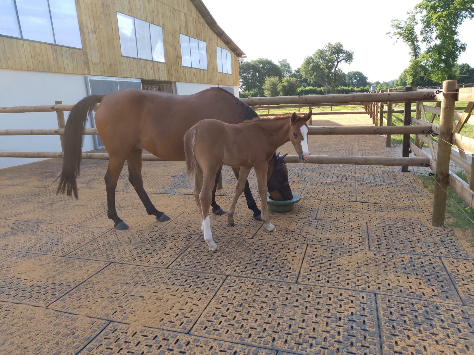 499715662_1257377106395178_474771552154634142_n